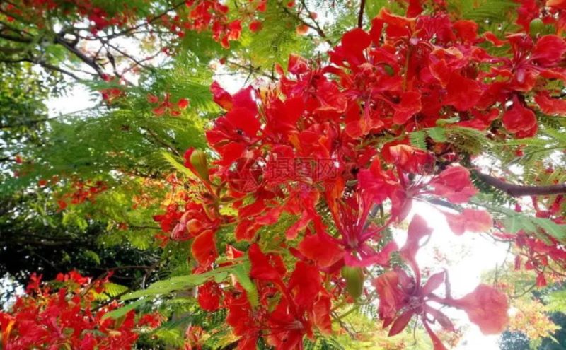 凤凰花的花语 凤凰木的文化背景「凤凰木花语和寓意」